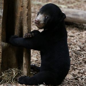 Sun Bear Cub, 19/09/18