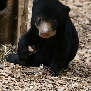 Sun Bear Cub, 19/09/18