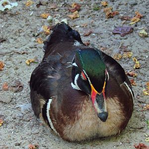 Wood duck