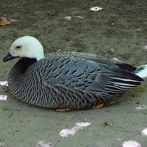 Emperor goose