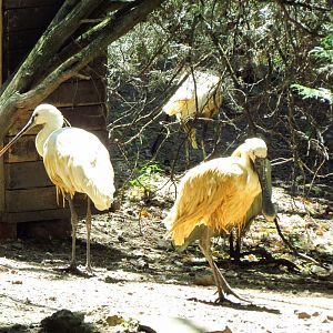 Common spoonbills