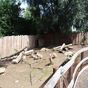 Patagonian mara yard