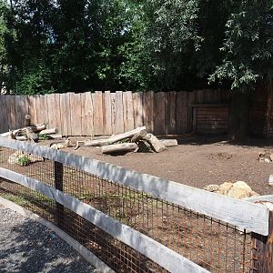 Patagonian mara yard