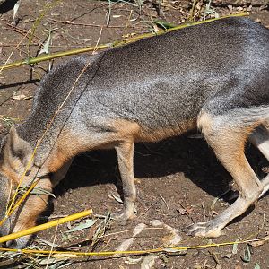 Patagonian mara (Dolichotis patagonum)
