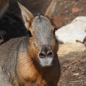 Patagonian mara (Dolichotis patagonum)
