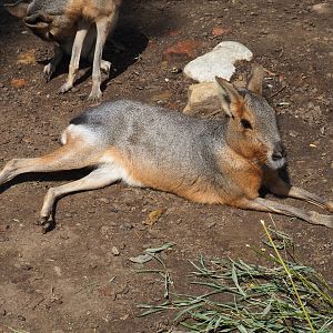 Patagonian mara (Dolichotis patagonum)