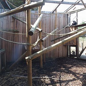 View of Lar gibbon cage