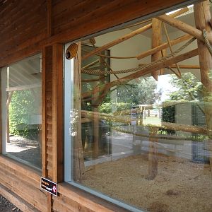 Viewing area lar gibbon indoor housing