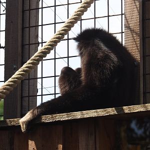 Lar gibbon (Hylobates lar)