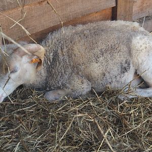 Ouessant sheep (Ovis aries)