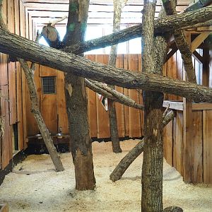 Serval indoor exhibit 1