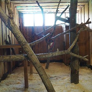 Serval indoor exhibit 2