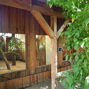 Serval indoor exhibit viewing area