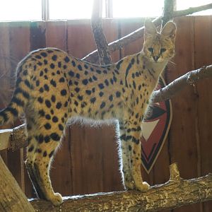 Serval (Leptailurus serval)