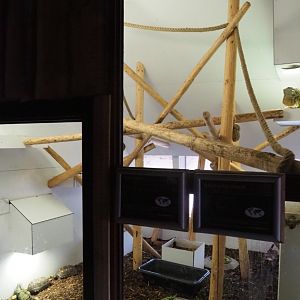 Green iguana and red-footed tortoise terrarium room