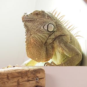 Green iguana (Iguana iguana)