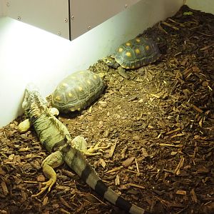 Green iguana (Iguana iguana) and red-footed tortoises (Chelonoidis carbonaria)