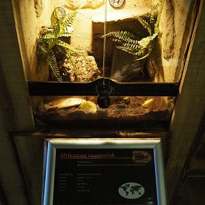 Terrarium African giant land snail