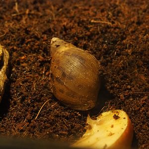 African giant land snail (Lissachatina fulica)