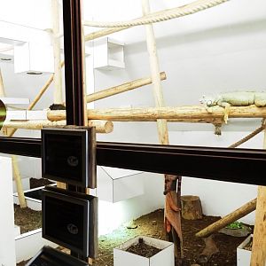 Green iguana, turtle, tortoise and tamarin exhibit