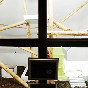 Green iguana, turtle, tortoise and tamarin exhibit