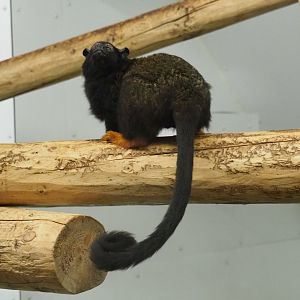 Red-handed tamarin (Saguinus midas)