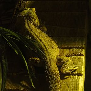 Bearded dragon (Pogona vitticeps)