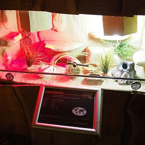 Terrarium leopard gecko