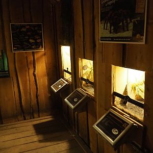 Tarantula terrariums