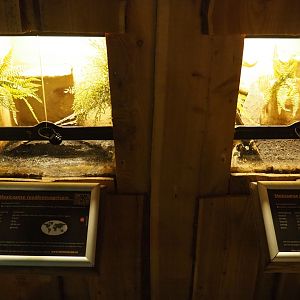 Tarantula terrariums