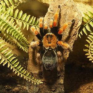 Mexican rust-leg tarantula (Brachypelma boehmi)