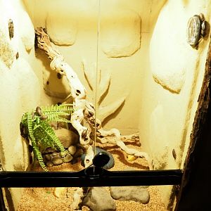 Argentinian wood roach (Blaptica dubia) terrarium