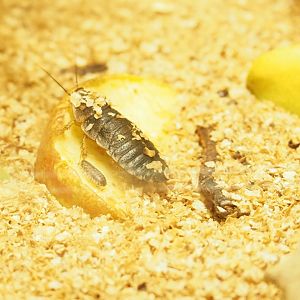 Argentinian wood roaches (Blaptica dubia)