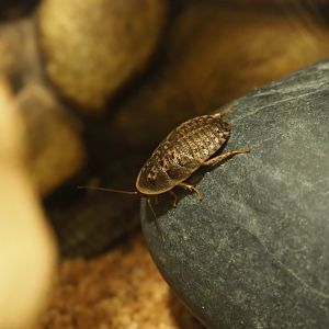 Argentinian wood roach (Blaptica dubia)