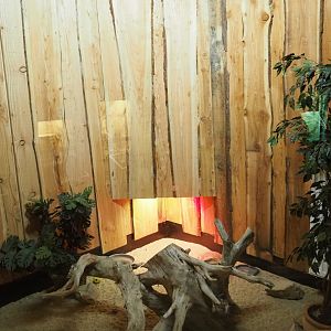 Four-toed hedgehog exhibit