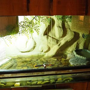 Oriental fire-bellied toad terrarium