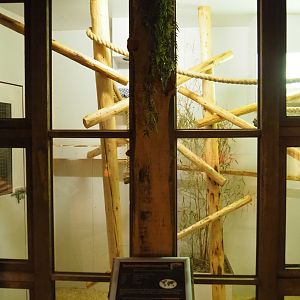 Pygmy marmoset exhibit