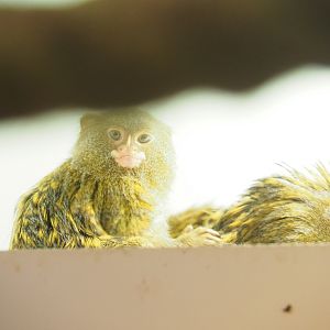 Pygmy marmoset (Cebuella pygmaea)