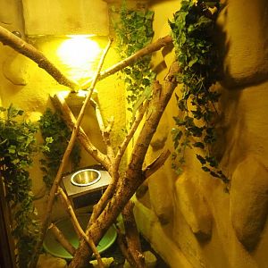 Terrarium common basilisk