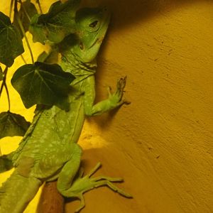 Common basilisk (Basiliscus basiliscus)