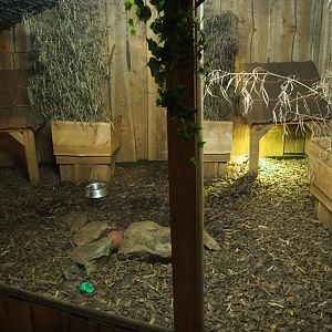 Big hairy armadillo exhibit