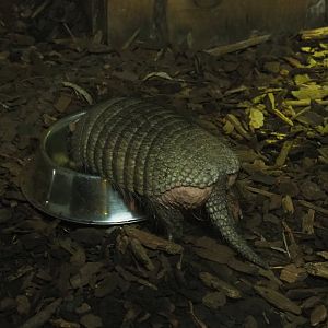 Big hairy armadillo (Chaetophractus villosus)