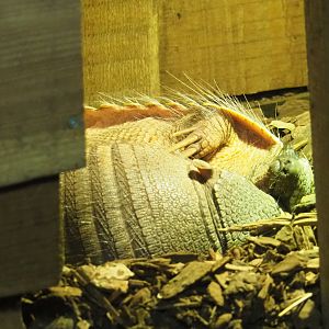 Big hairy armadillos (Chaetophractus villosus)