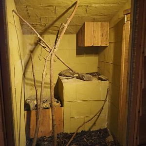 Terrarium Dumeril's boa