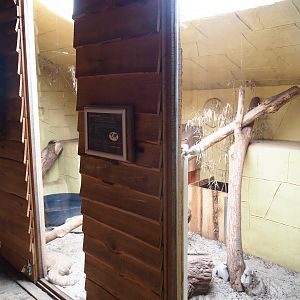 Terrarium savannah monitor