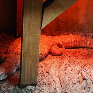Savannah monitor (Varanus exanthemicus)