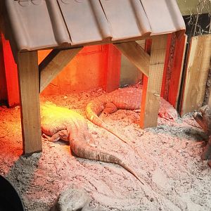 Savannah monitors (Varanus exanthemicus)