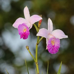 Orchid - Crocker Range