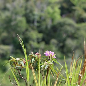 Rhododendron or Similar on Hillside - Crocker Range