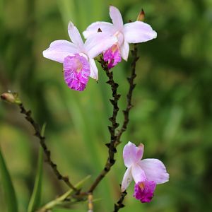 Orchid - Crocker Range